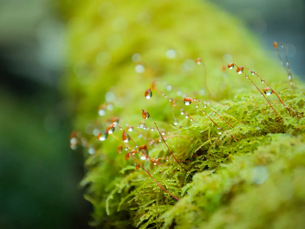 Moss with spore capsules and dew