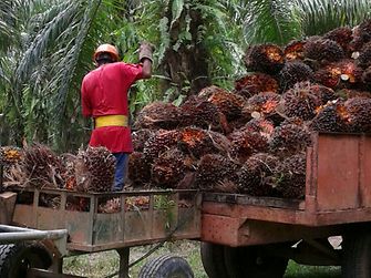 Henkel palm oil smallholder project